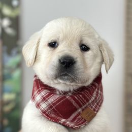 Labrador Retriever Puppies from Sugarpine Labradors