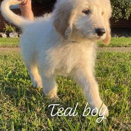 Goldendoodle Puppies from Toneytails Doodles