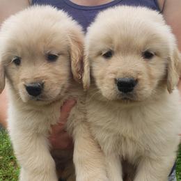 Boy 4 - Golden male Golden Retriever puppy in Verona, Wisconsin from Sugar River Goldens