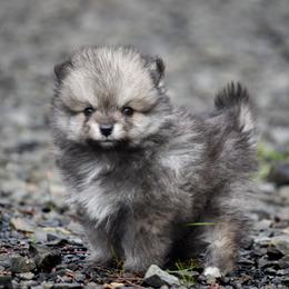 Koda - Wolf sable male Pomsky puppy in Coos Bay, Oregon from Ocean View Pomskies