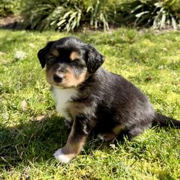 Valentina - Black tri-color female Aussiedoodle puppy in Grants Pass, Oregon from Woodwind Miniatures
