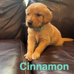 Cinnamon - Dark golden female Golden Retriever puppy in Lebec, California from Socalretrievers