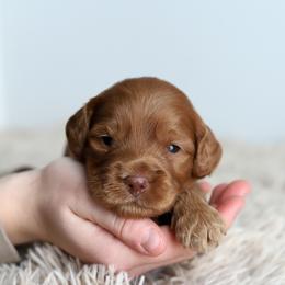 Orange - Caramel red male Australian Labradoodle puppy in Williamstown, New York from Lewis Manor Labradoodles