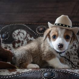 Purple - Sable female Pembroke Welsh Corgi puppy in Dobson, North Carolina from Clover S Farm