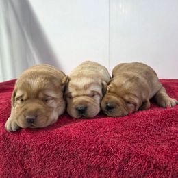 Yellow Girl 3 - Yellow female Labrador Retriever puppy in Williamsburg, Pennsylvania from River View Labradors
