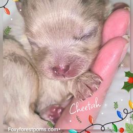 Cheetah - Chocolate merle female Pomeranian puppy in Eatonville, Washington from Foxy Forest Poms
