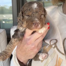 Mocha -Guardian opportunity - Chocolate merle female Bernedoodle puppy in Pittsburg, Illinois from Doodles on Rock Creek