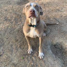 Kimber - Catahoula Leopard Dog