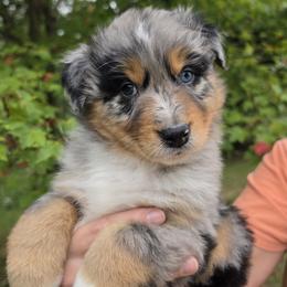 Mac - Blue merle male Australian Shepherd puppy in Makanda, Illinois from S.I. Aussie