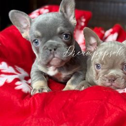 French Bulldog puppies from Dreampups