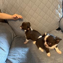 Ginger - Chocolate and white female Chihuahua puppy in Madison, Virginia from KimberGlen Chihuahuas