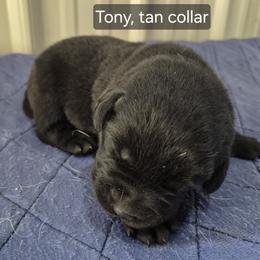 Tony, tan collar - Black male Labrador Retriever puppy in Greenwich, Ohio from Pure Gem Kennel