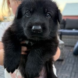 Red collar - Black male German Shepherd puppy in Wood Lake, Minnesota from Querencia German Shepherds and Corgis