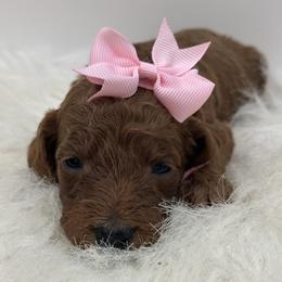 Light Pink Girl - Red  female Goldendoodle puppy in Waskom, Texas from Pearls & Curls doodles & poodles