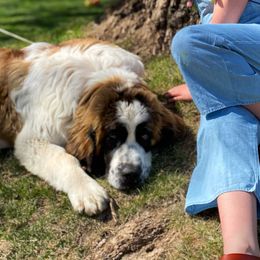 Aussiedoodles, Goldendoodles, Poodles, Saint Berdoodles, Saint Bernards, and Sheepadoodles from Rocky Ridge Ranch