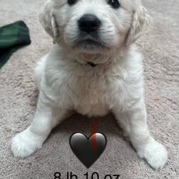 Boy 4 - Light golden male Golden Retriever puppy in Clyde, Michigan from Shady Creek Goldens