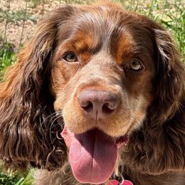 Juniper - English Springer Spaniel