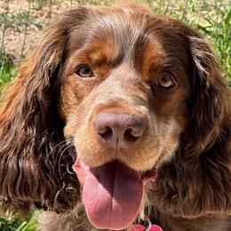 Juniper - English Springer Spaniel