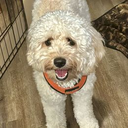 Rosie - Australian Labradoodle