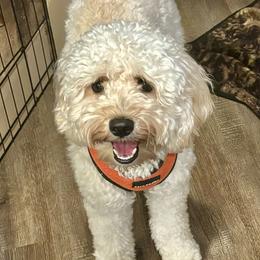 Rosie - Australian Labradoodle