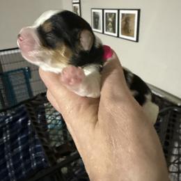 Fetch - Tri-color male Yorkipoo puppy in Florence, Kentucky from 4paws4ever by Design