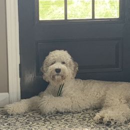 Goldendoodle All Grown Up from Faithfully Yours Doodles