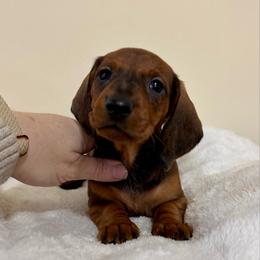 Purple Collar Girl - Red female Dachshund puppy in Baltimore, Maryland from Passport Dachshunds