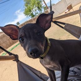 American Hairless Terrier Puppies from Bare Valley