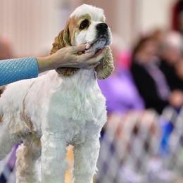 Cocker Spaniels from Dovecreek Cockers