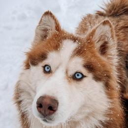 Zaelia - Red and white female Siberian Husky puppy in Solon Springs, Wisconsin from Snowfall Siberians