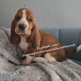 Grey Collar - Mahogany and white female Basset Hound puppy in Alton, Illinois from Show Me Great Danes and Basset Hounds