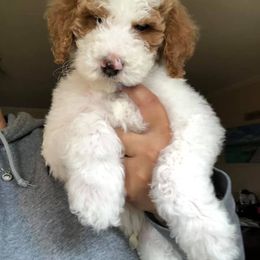 Goldendoodle Puppies from Sunkissed Doodles
