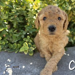 Aussiedoodle, Bernedoodle, Poodle, and Sheepadoodle Puppies from Draper Mountain Doodles
