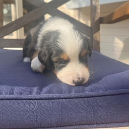 Australian Shepherd Puppies from J&J Aussies