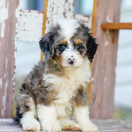 Rocky - Blue merle male Bernedoodle puppy in Dundee, Ohio from Down Home Doodle