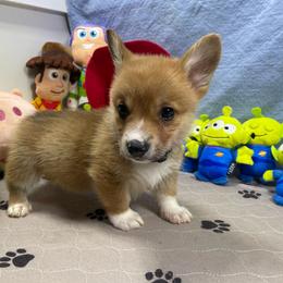 Leo - Red male Pembroke Welsh Corgi puppy in Apison, Tennessee from Ashmore Corgis