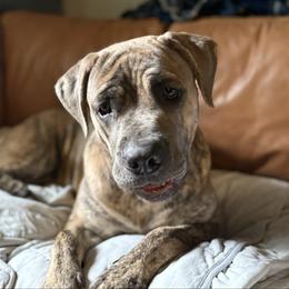 Mika - Gray brindle female Cane Corso puppy in Ocala, Florida from High Royal Kennel