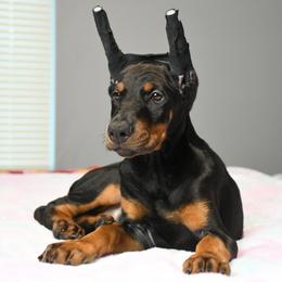 Legacy - Black and rust female Doberman Pinscher puppy in Overton, Texas from Obsidian Kennel