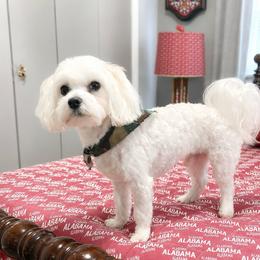 Duke - Maltese