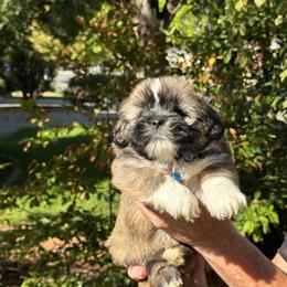Julian  Akc boy 3  blue collar boy - Black and tan male Lhasa Apso puppy in Chico, California from Lhasa Apsos of northern Ca . Biewer terriers of northern California