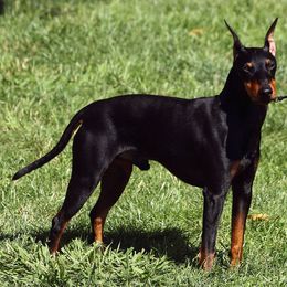 Manchester Terrier All Grown Up from Noble Kennels Standard Manchesters