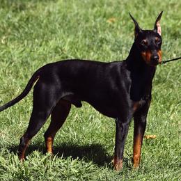 Manchester Terrier All Grown Up from Noble Kennels Standard Manchesters