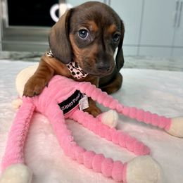 Dachshund Puppies from Harrison Farm