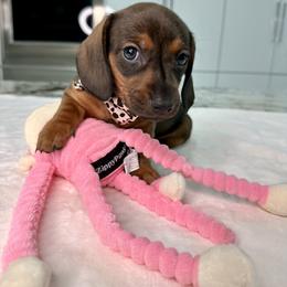Dachshund Puppies from Harrison Farm