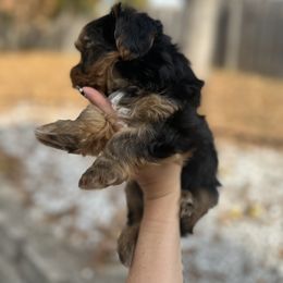 Yorkshire Terrier Puppies from Pawsh Pups
