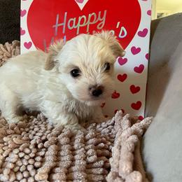 Sissy - White and tan female Morkie puppy in Taylorsville, North Carolina from Mountain Top Hot Tailz