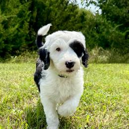 Tilt-a-Ewe - Black and white female Sheepadoodle puppy in Adams, Nebraska from Boxcar Doodles and Poodles
