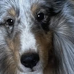 Shetland Sheepdogs from MacGregor Shelties