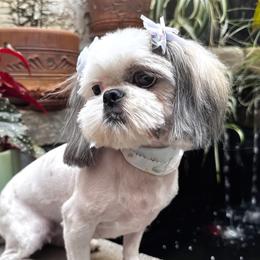 Kimmie - Shih Tzu