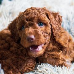 Bernedoodle, Goldendoodle, and Poodle Puppies from Good Dog Doodles